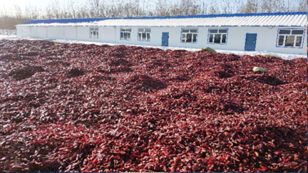 内蒙有机色素速冻储藏，速冻量100吨速冻温度-30°C