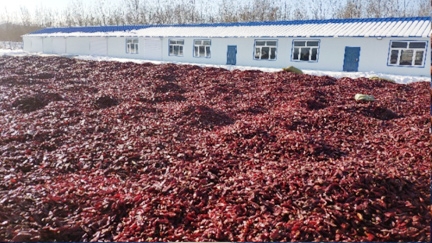 内蒙有机色素速冻储藏，速冻量100吨速冻温度-30°C